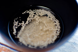 MiCURA Sake homebrewing Day 1 "Activate the Sake yeast" / MiCURA 酒造り１日目　"酵母の復水"